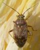 Lygus rugulipennis